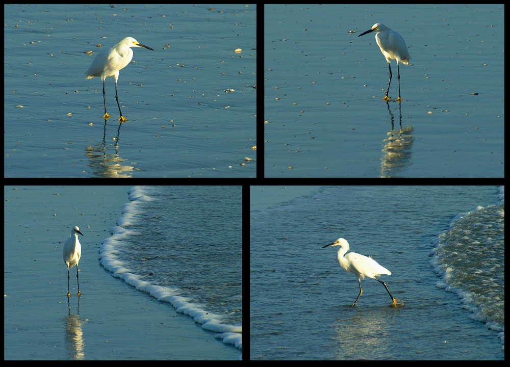 (23) egret montage (day 2).jpg   (1000x720)   268 Kb                                    Click to display next picture